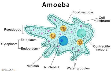 Ameba: Een Microscopisch Wonder Welk Zijn Cellichaam Gebruikt Om Zich Vooruit Te Bewegen En Te Voeden!