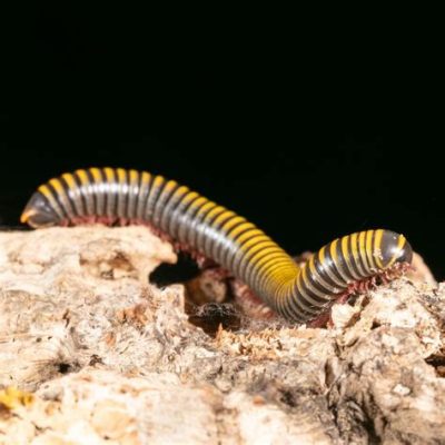  Antenniferous Millipede:  A Tiny Creature Crawling Through Leaf Litter With Its Myriad Legs!