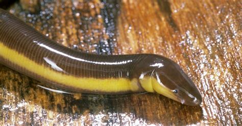   Caecilian! Een onderaardse bewoner met een reptielenachtige huid en een slijmerige verschijning