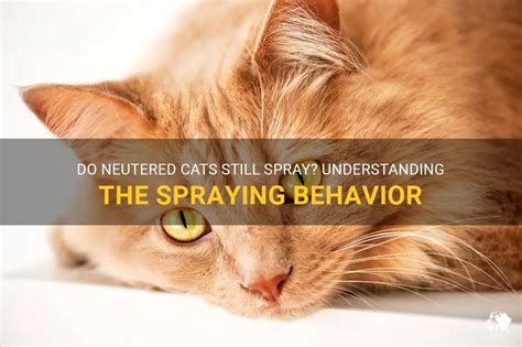 Does a Neutered Cat Spray? Exploring the Whiskers of Feline Behavior