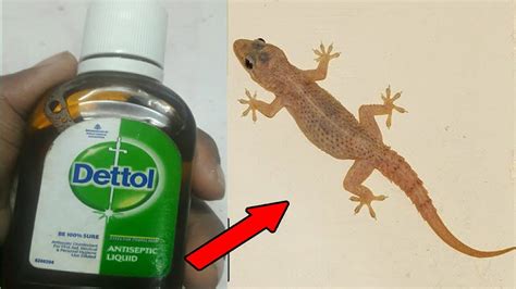 Does Bug Spray Kill Lizards: A Dive into the Unlikely Connection Between Insecticides and Reptilian Fate