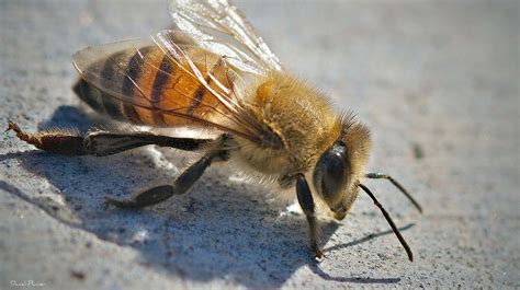 Does Mosquito Spray Kill Bees? Exploring the Impact on Our Pollinators