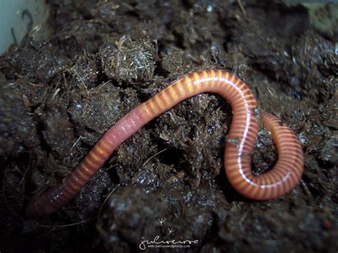  Eisenia: Een Kleine Wezensvolk Met een Gigagische Rol in Ons Ecosysteem!