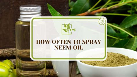 How Often Can You Spray Neem Oil: A Comprehensive Guide to Its Uses and Applications