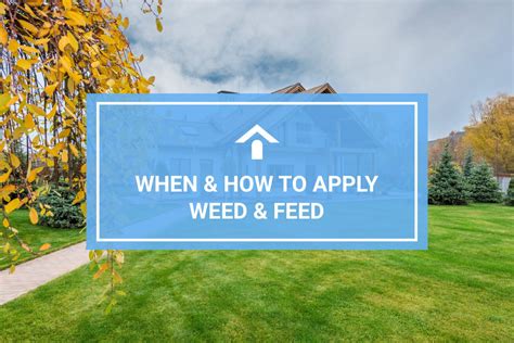 How Often to Apply Weed and Feed: A Comprehensive Guide to Lawn Care and Beyond