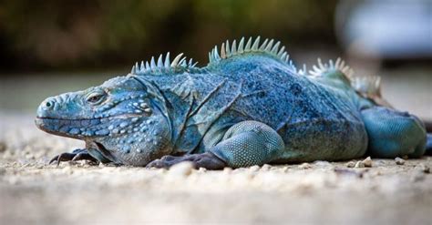 Iguana: Een Solitaira Dier Met Een Verbluffende Camouflagetechniek!