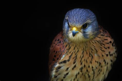  Kestrel! De meesterlijke jager met veren die zo zacht zijn als een wolkendekken