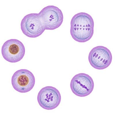  Octosiga: Een microscopisch roofdier dat zich voortplant door celdeling!