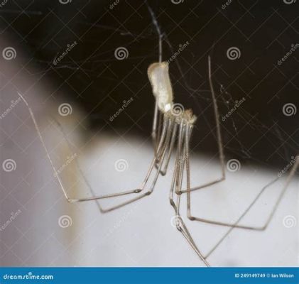  Pholcus!  Ontdek de verborgen wereld van deze kleine spin met zijn indrukwekkende webarchitectuur!