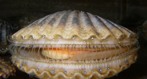  Queen Scallop: Een Koninklijke Zeedier met een Surprising Geslacht!