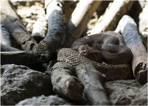  Roondboom slang: Een reptiel met schitterende camouflage en een reputatie als vreselijke beet!