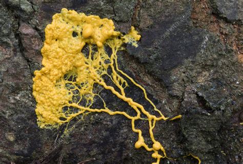  Slime Mold: A Microscopic Mastermind Exploring Unseen Landscapes!