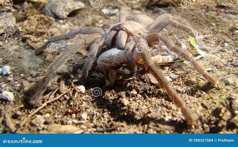 Tarantula! Een Weerzinwekkend Mooi Beest met Acht poten en een Giftige Beet