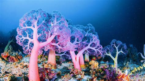  Umbrella Coral:  Een levend kunstwerk dat de diepe zee transformeert in een onderwatertuin!