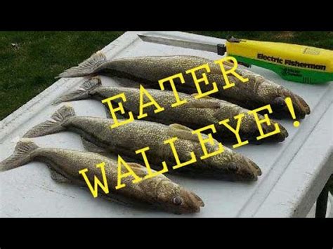  Walleye! This Mighty Predator Boasts Exquisite Camouflage and Dazzling Speed in Murky Waters