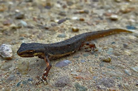  Watersalamander: Een Kleine Kerel Met Een Groots Karakter En Een Voorliefde Voor Nattigheid!