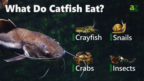 What do glass catfish eat, and how does their diet reflect the mysteries of the underwater world?