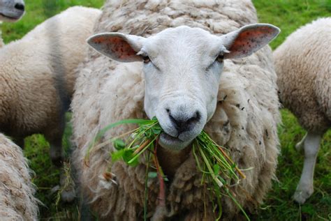 What do you feed sheep, and why do they sometimes dream of flying?