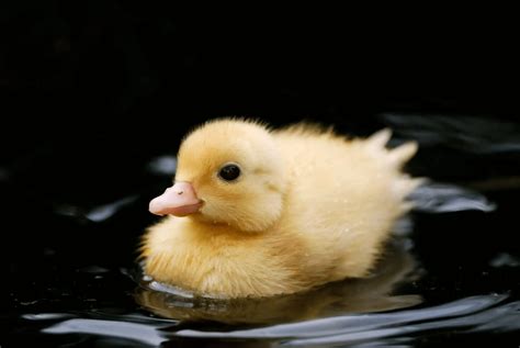 What to Feed a Baby Duck: A Journey Through the Culinary Quack