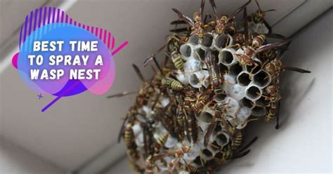 When is the Best Time to Spray a Wasp Nest, and Why Do Wasps Dream of Electric Picnics?