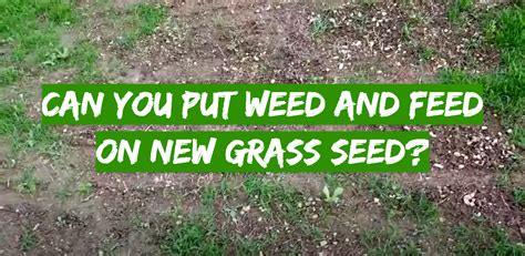 When Should You Put Weed and Feed on the Yard and Why Do Trees Whisper Secrets to the Grass?