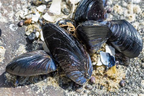 Yellow Mussel: Een Kleine Meester der Intergetijdenzone met een Ongelooflijke Filtercapaciteit!