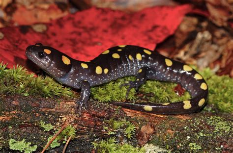  Yellow-Spotted Salamander: Een Verrassend Kleurrijk Beest Met Een Mysterieuze Biologie